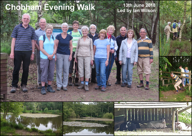 Evening Walk - Chobham Common - 13th June 2018